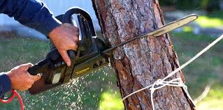 Reliable North Richland Hills, TX Tree Services Solutions