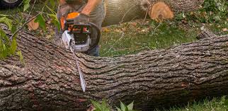 Best Tree and Shrub Care  in North Richland Hills, TX