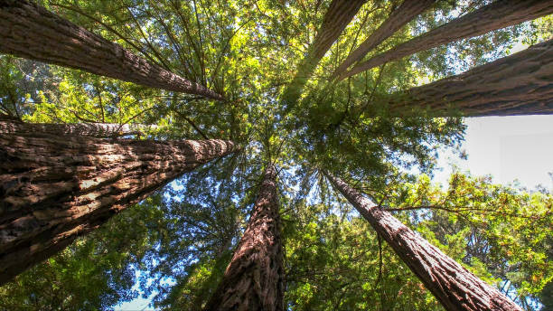 Best Tree Preservation Services  in North Richland Hills, TX