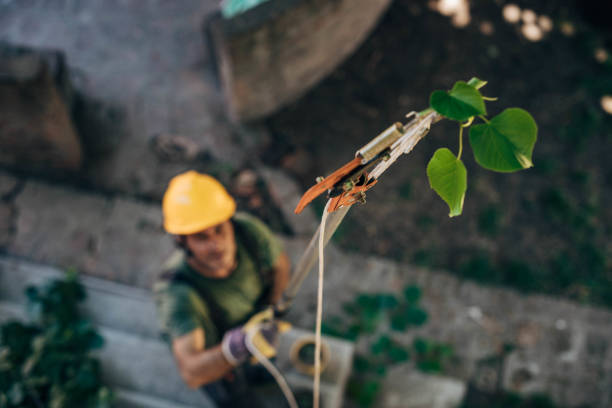 How Our Tree Care Process Works  in  North Richland Hills, TX