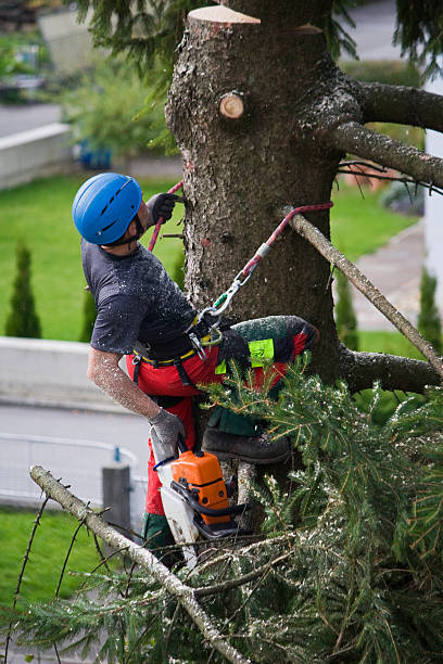 Best Tree Removal  in North Richland Hills, TX