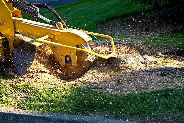 Best Commercial Tree Services  in North Richland Hills, TX