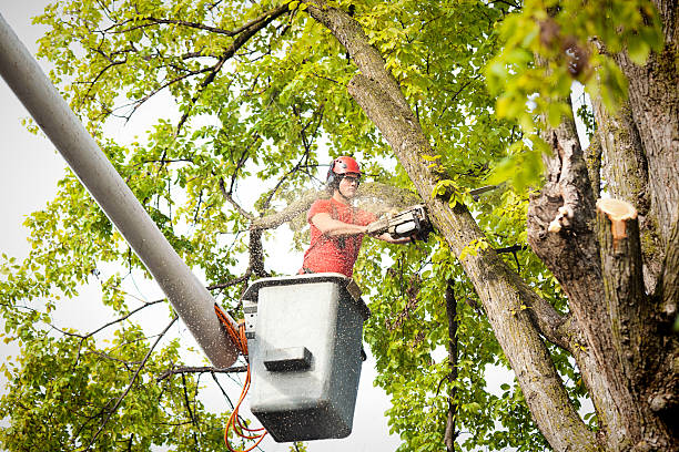 Seasonal Cleanup (Spring/Fall) in North Richland Hills, TX